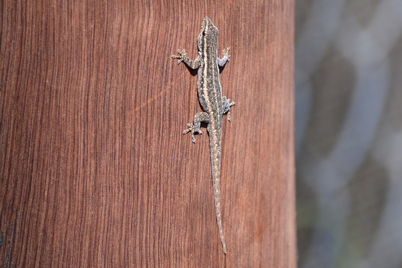 Lygodactylus capensis